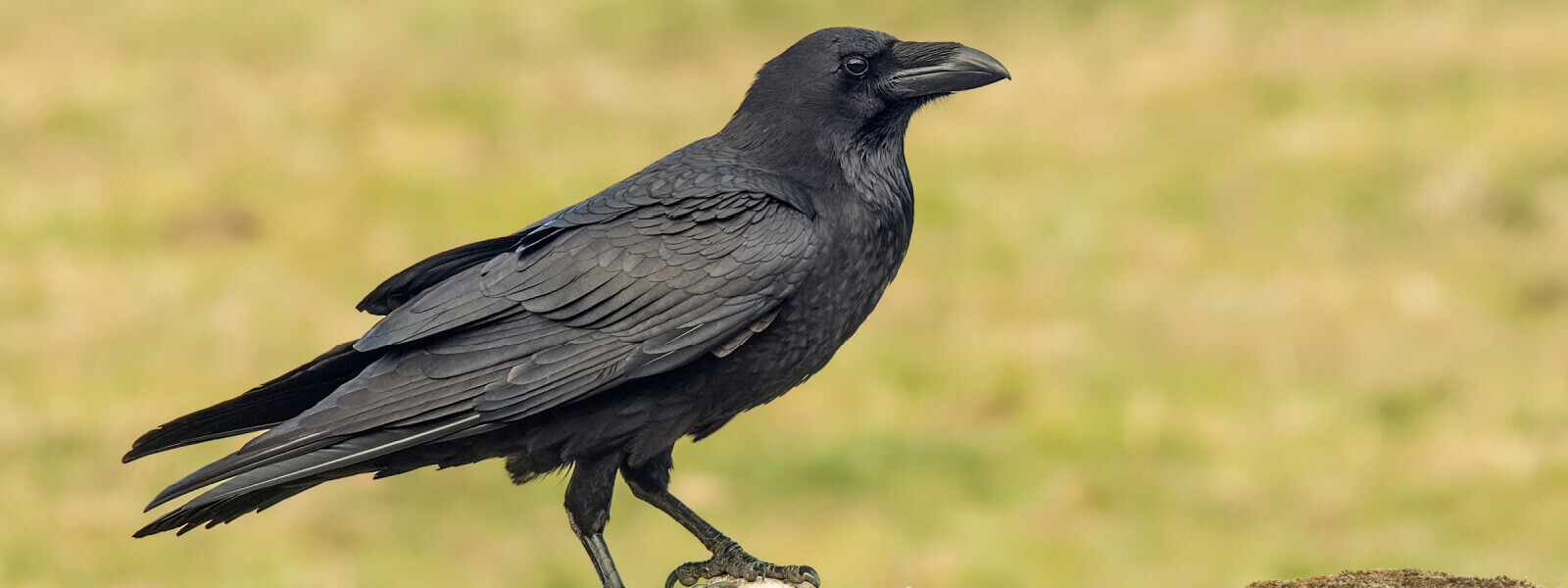 Crow repeller